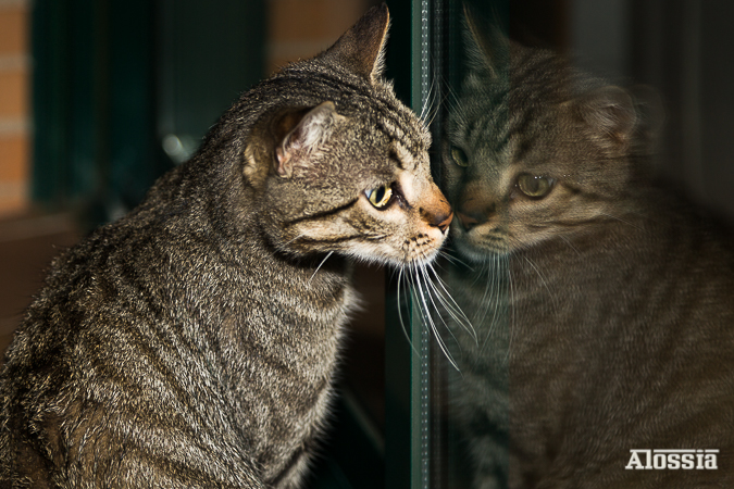 UN PENIQUE POR TUS PENSAMIENTOS